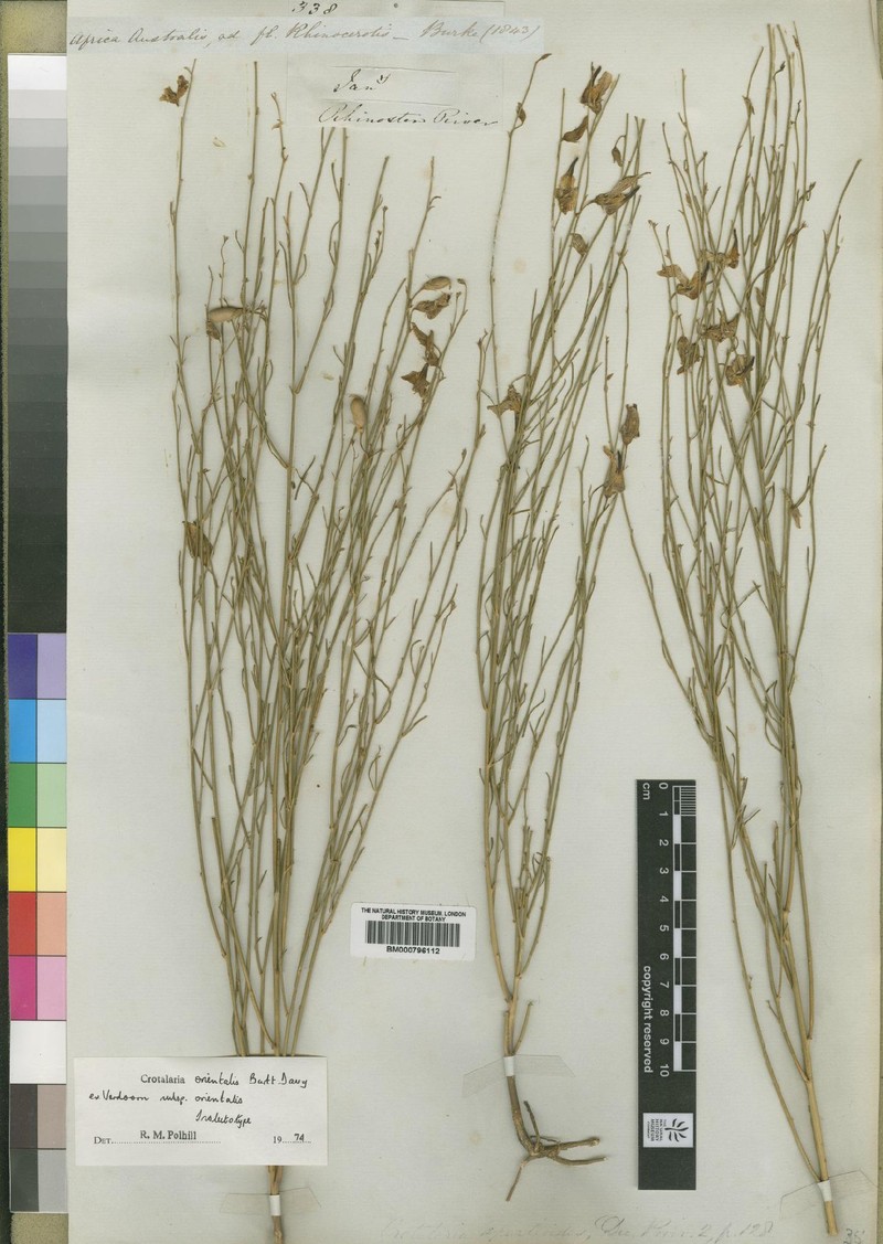 Crotalaria orientalis subsp. orientalis