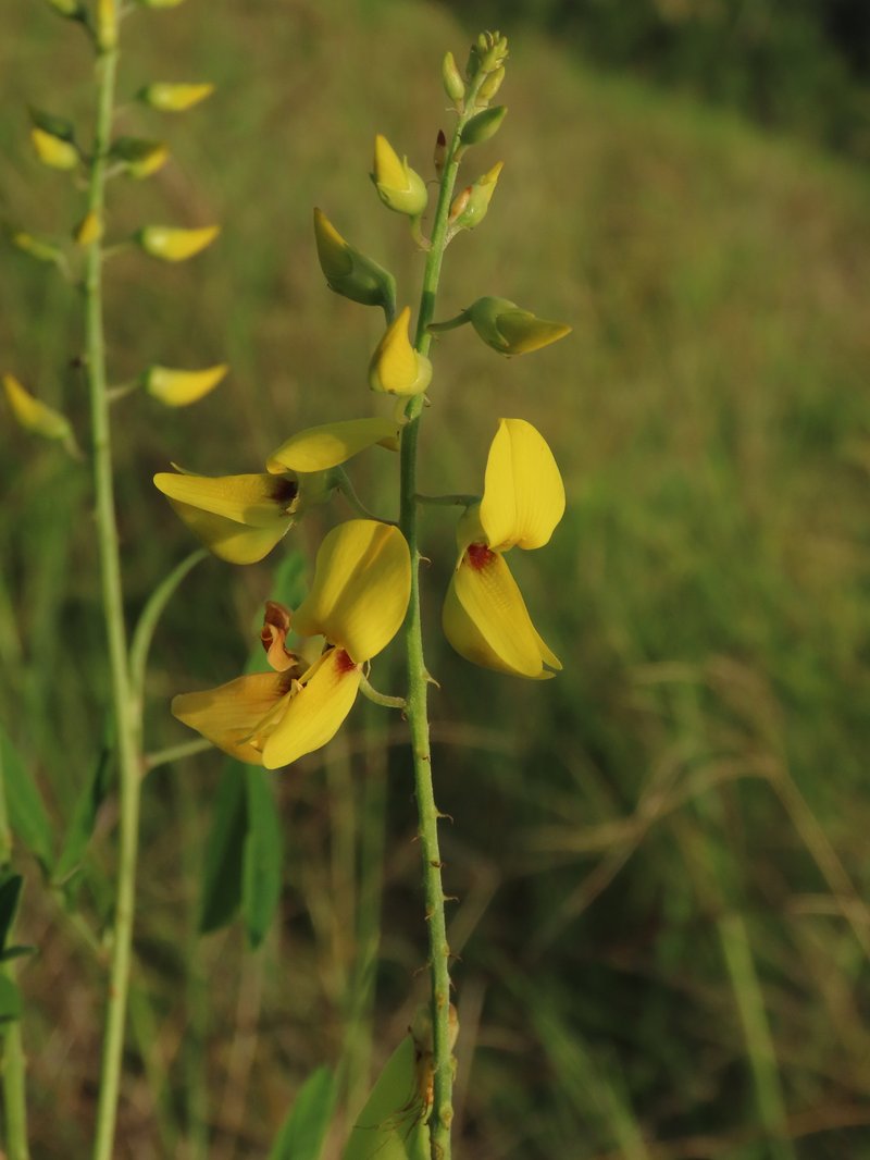 Smooth Rattlebox photo 3