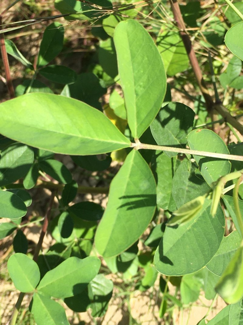 Smooth Rattlebox photo 4