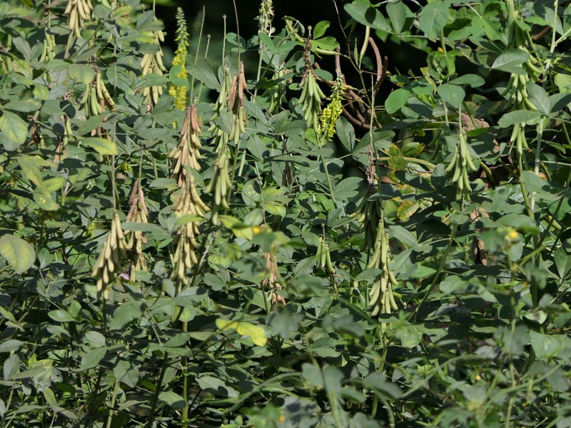 Smooth Rattlebox photo 5