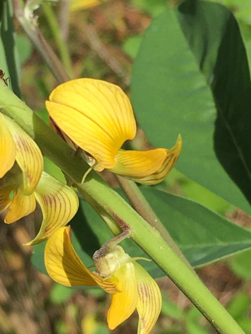 Smooth Rattlebox photo 7