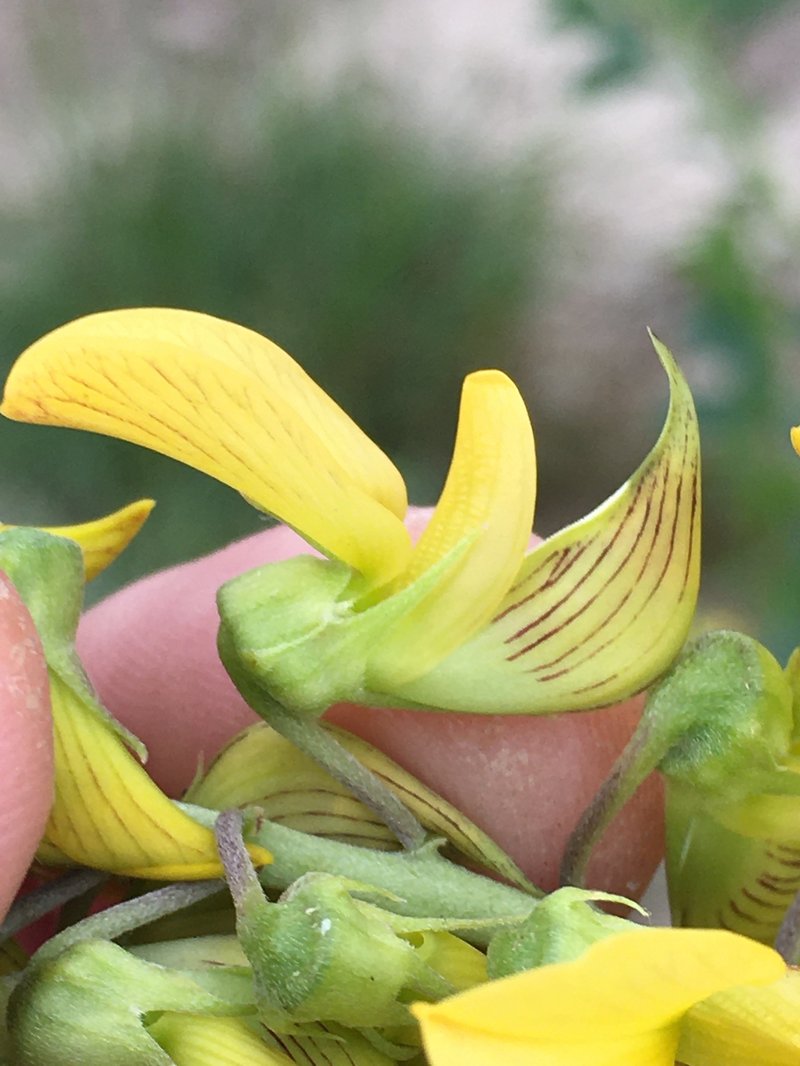 Smooth Rattlebox photo 8