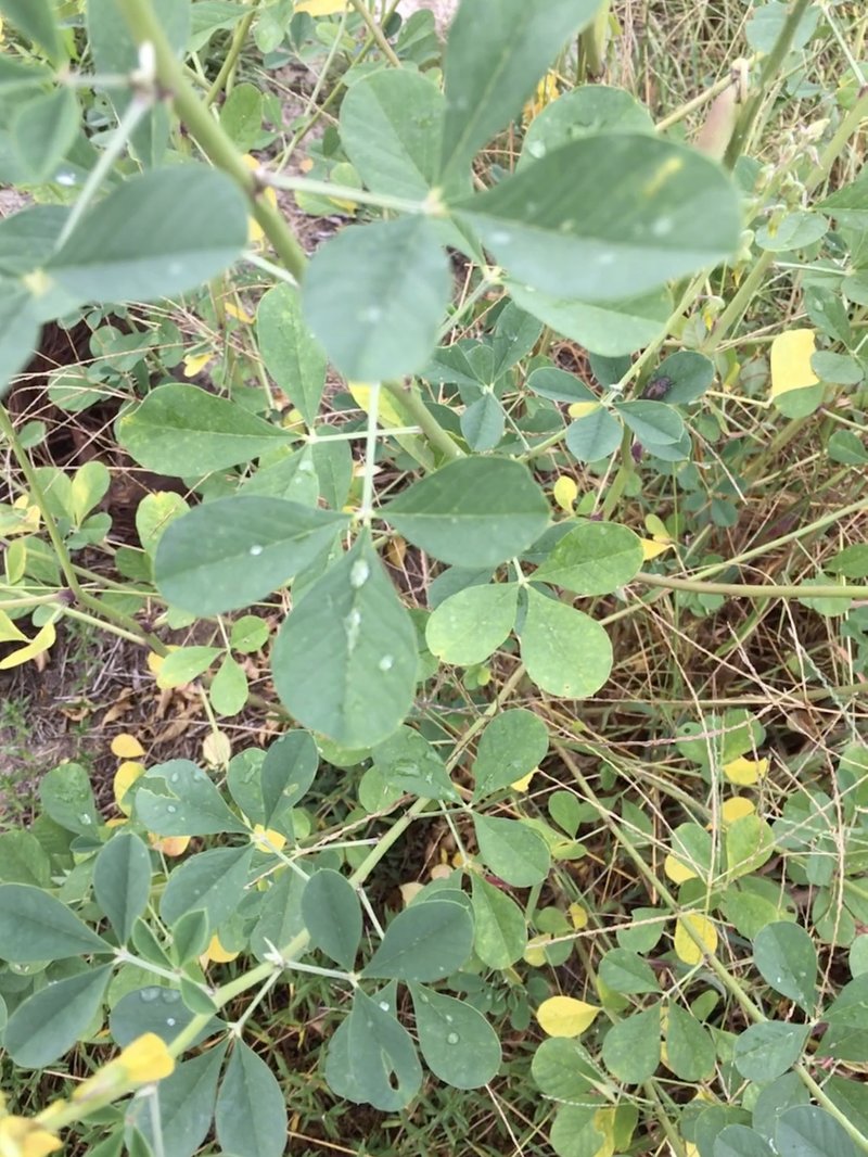 Smooth Rattlebox photo 9