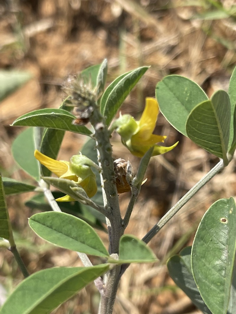 Crotalaria pallida var. pallida