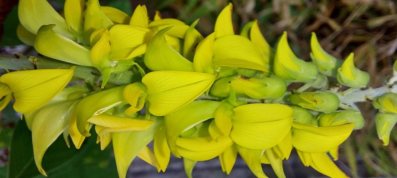 Crotalaria pallida var. pallida photo 2