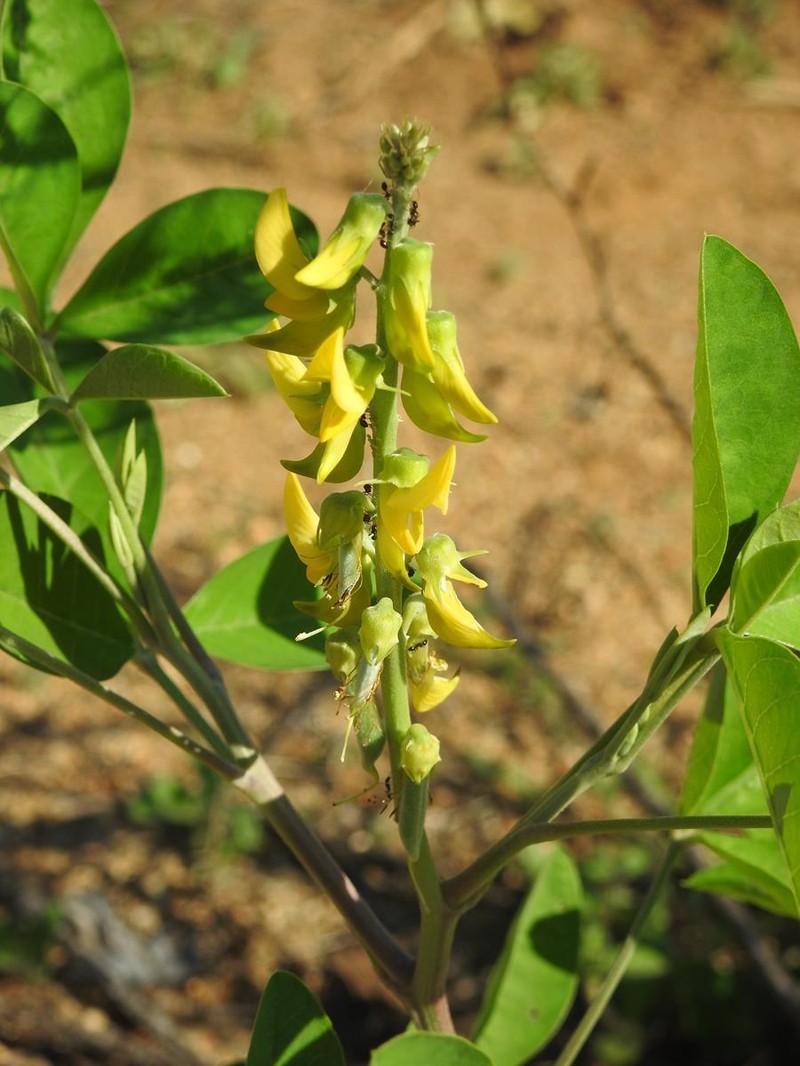 Crotalaria pallida var. pallida photo 3