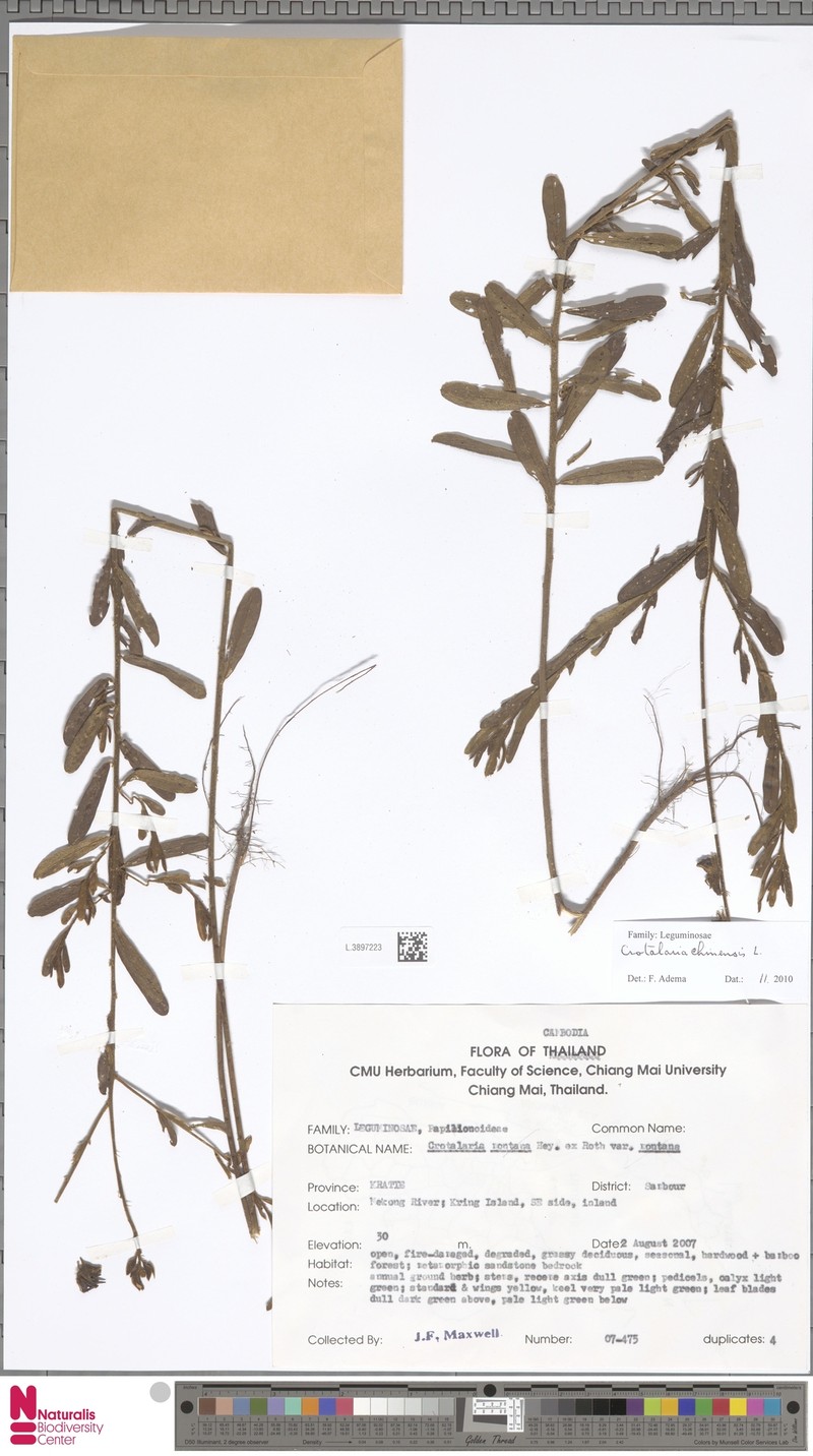Crotalaria paniculata var. paniculata