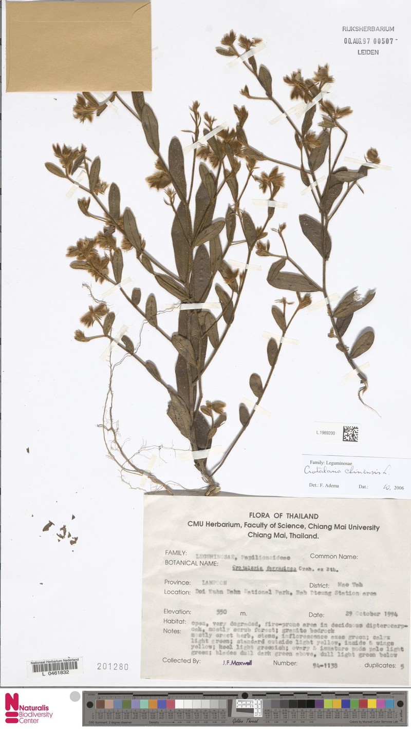 Crotalaria paniculata var. paniculata photo 2