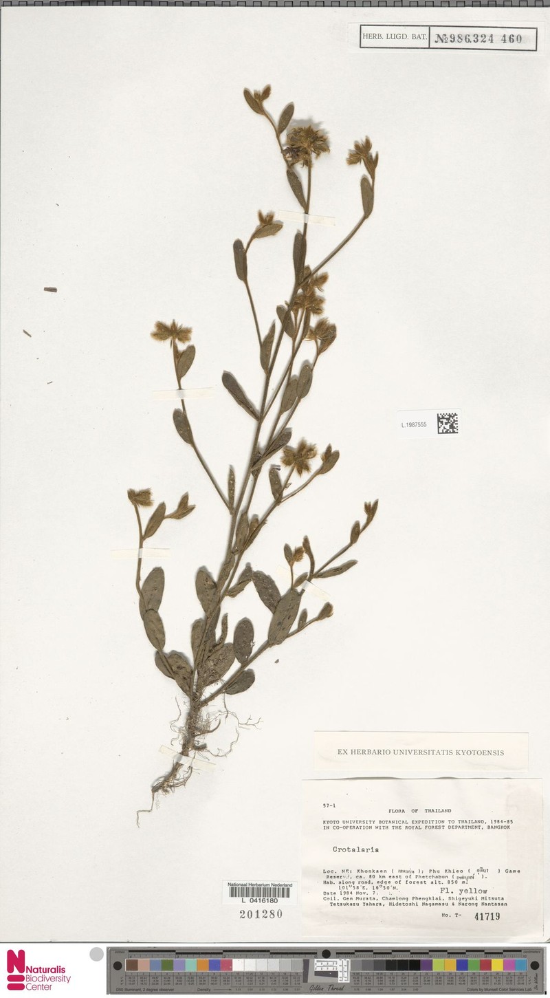 Crotalaria paniculata var. paniculata photo 4