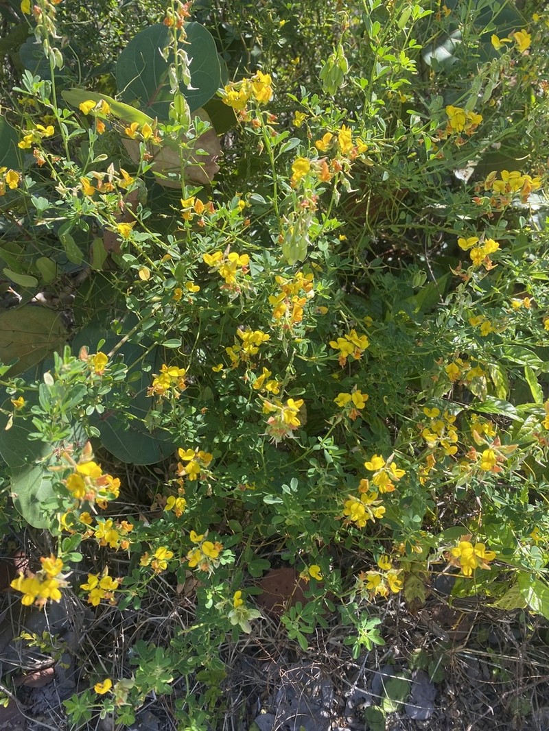 Low Rattlebox photo 2