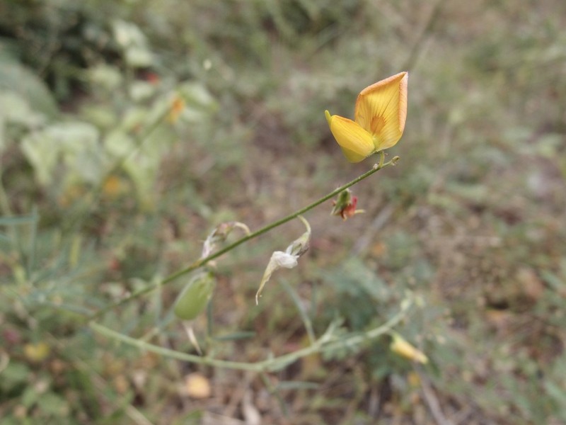Low Rattlebox photo 3