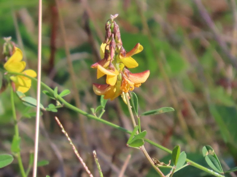 Low Rattlebox photo 4