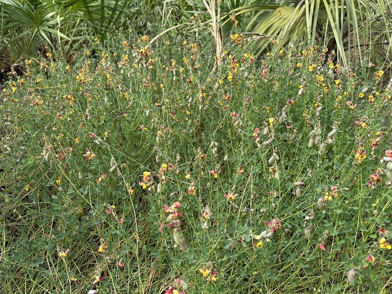 Low Rattlebox photo 5