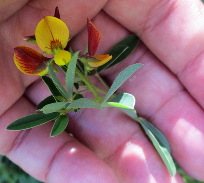 Low Rattlebox photo 6