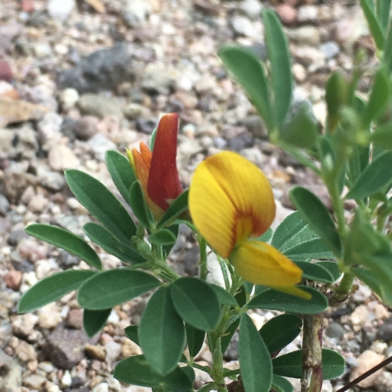 Low Rattlebox photo 7