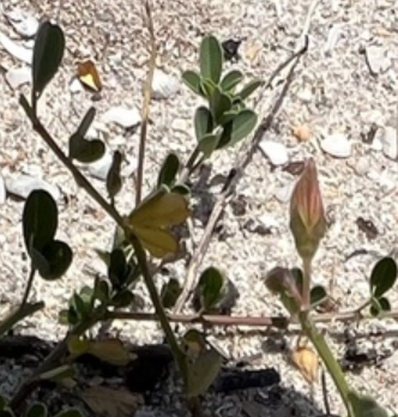 Low Rattlebox photo 8
