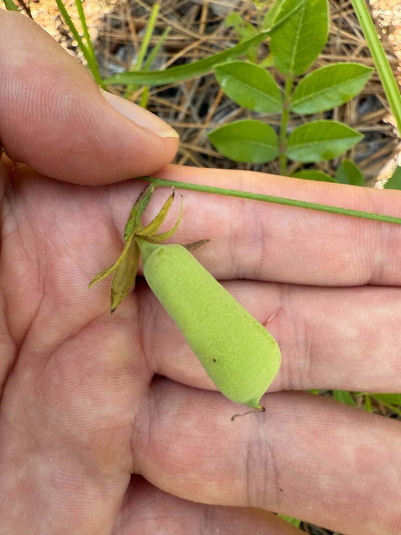 Pursh's Rattlebox