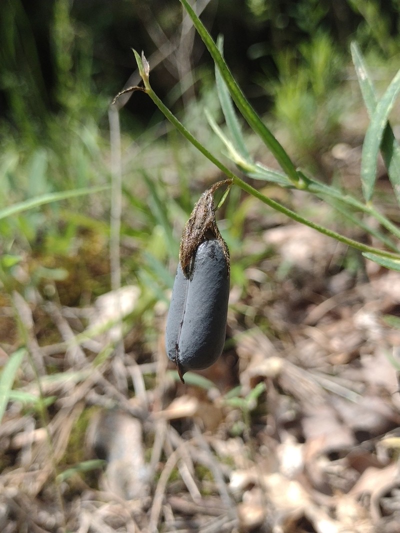 Pursh's Rattlebox photo 2