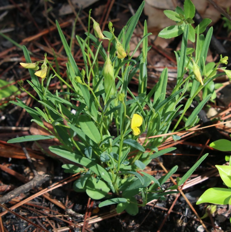 Pursh's Rattlebox photo 4