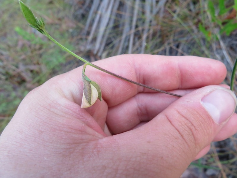 Pursh's Rattlebox photo 5