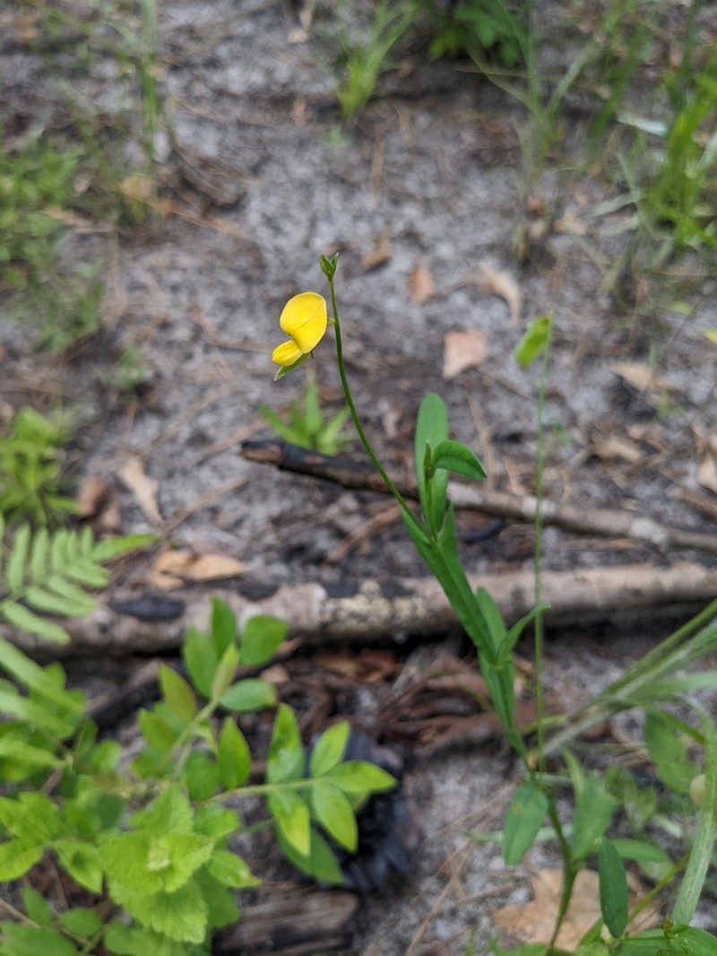 Pursh's Rattlebox photo 7