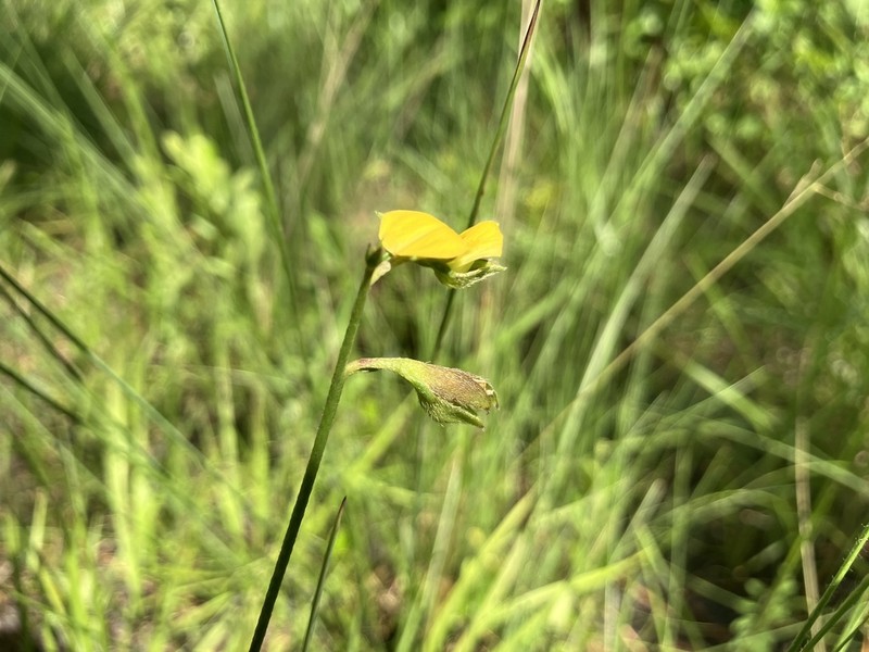 Pursh's Rattlebox photo 8