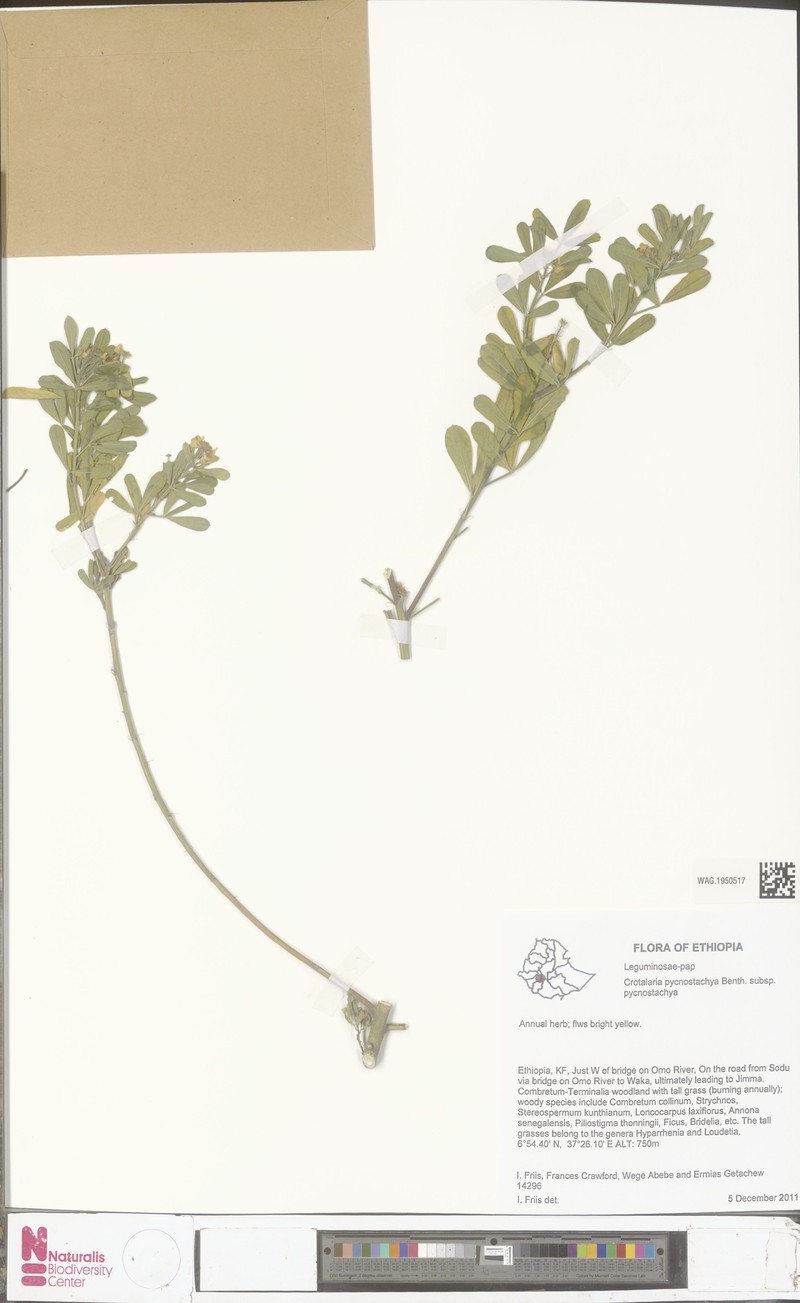 Crotalaria pycnostachya subsp. pycnostachya