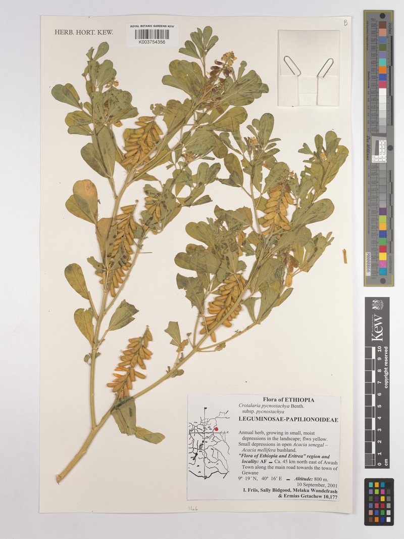 Crotalaria pycnostachya subsp. pycnostachya photo 2