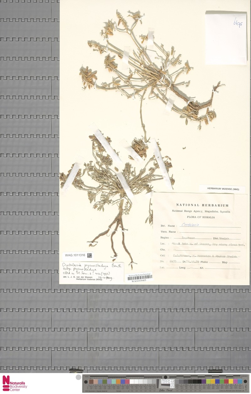 Crotalaria pycnostachya subsp. pycnostachya photo 3