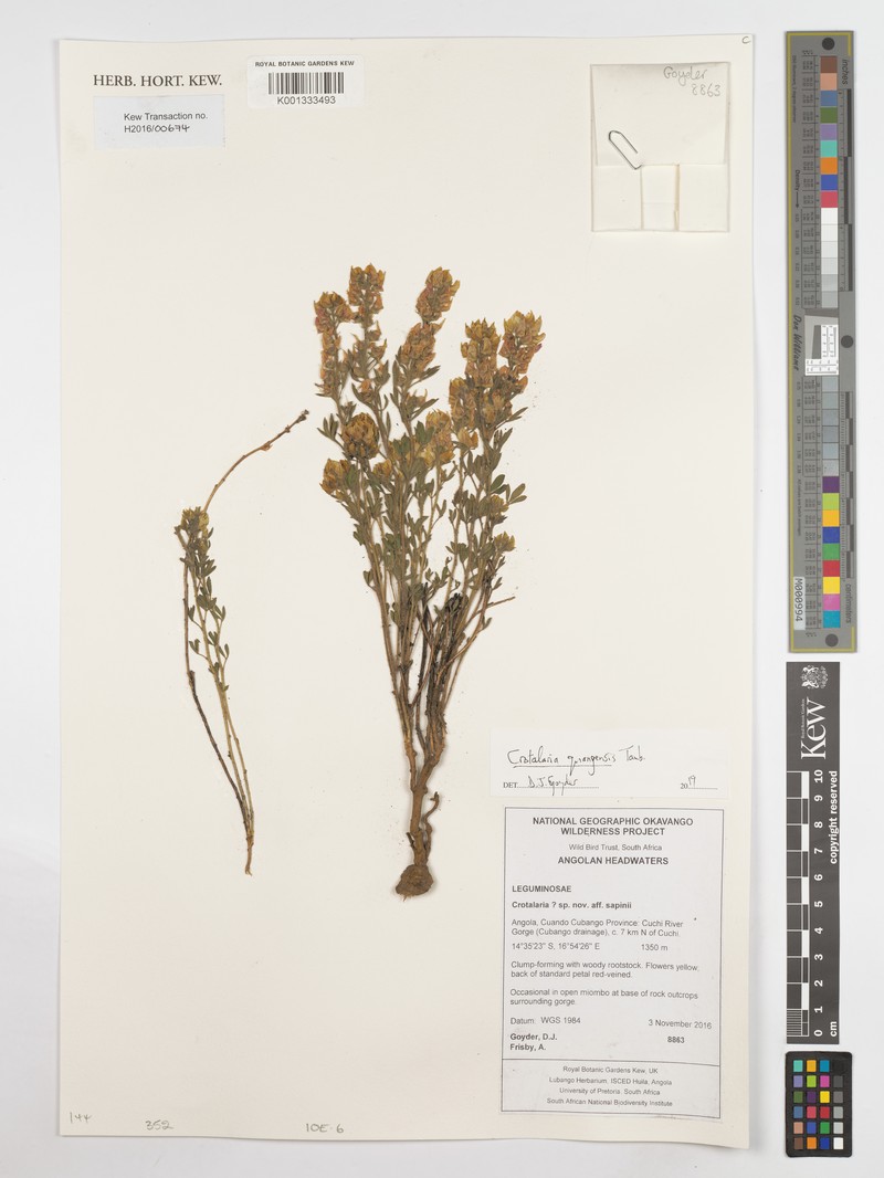 Crotalaria quangensis var. quangensis