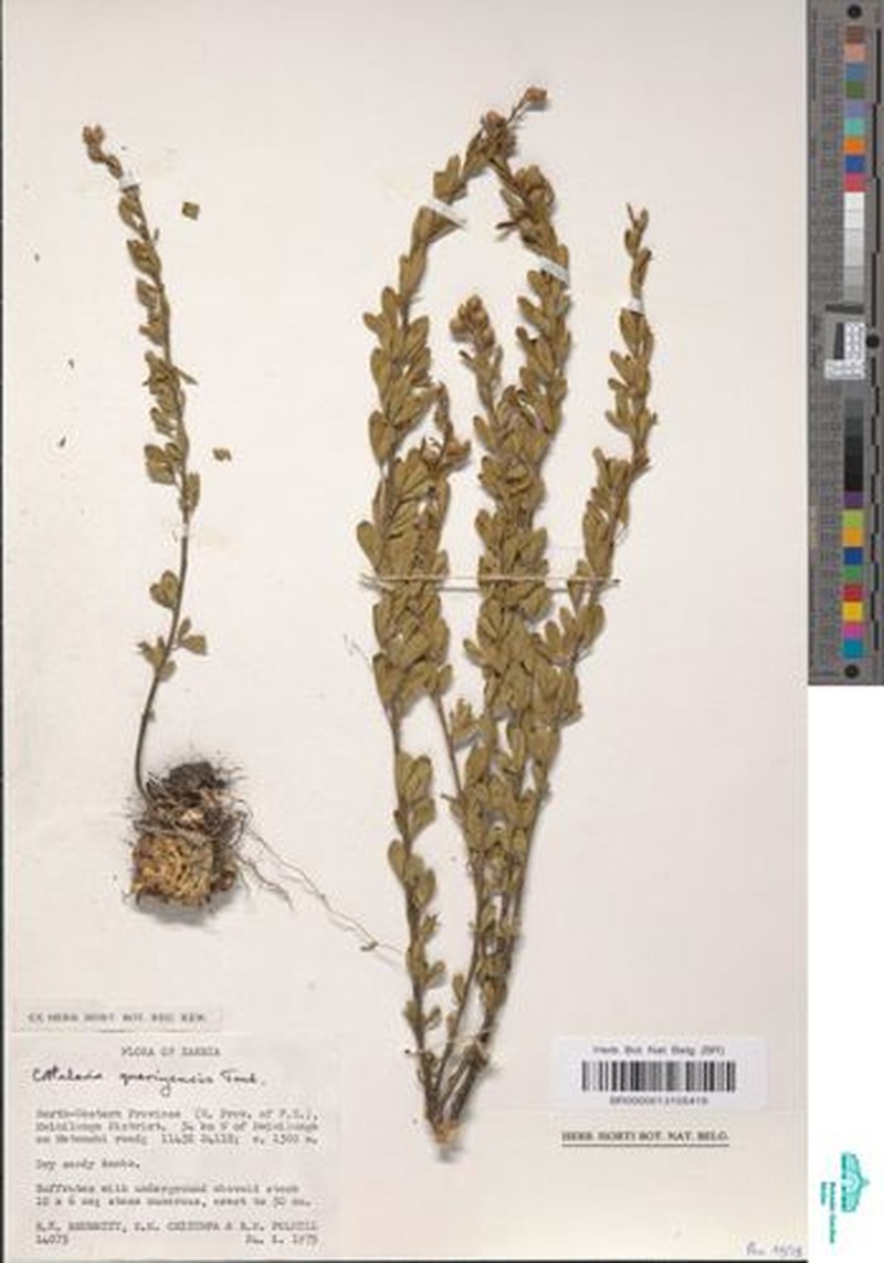 Crotalaria quangensis var. quangensis photo 2
