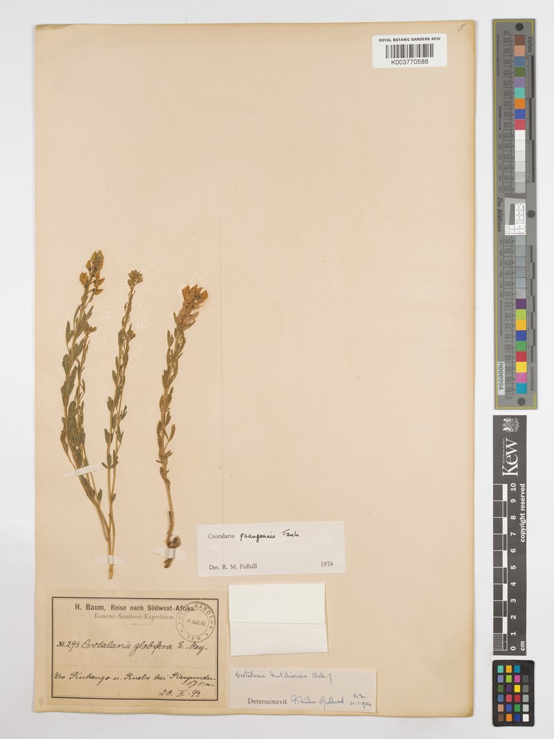 Crotalaria quangensis var. quangensis photo 3