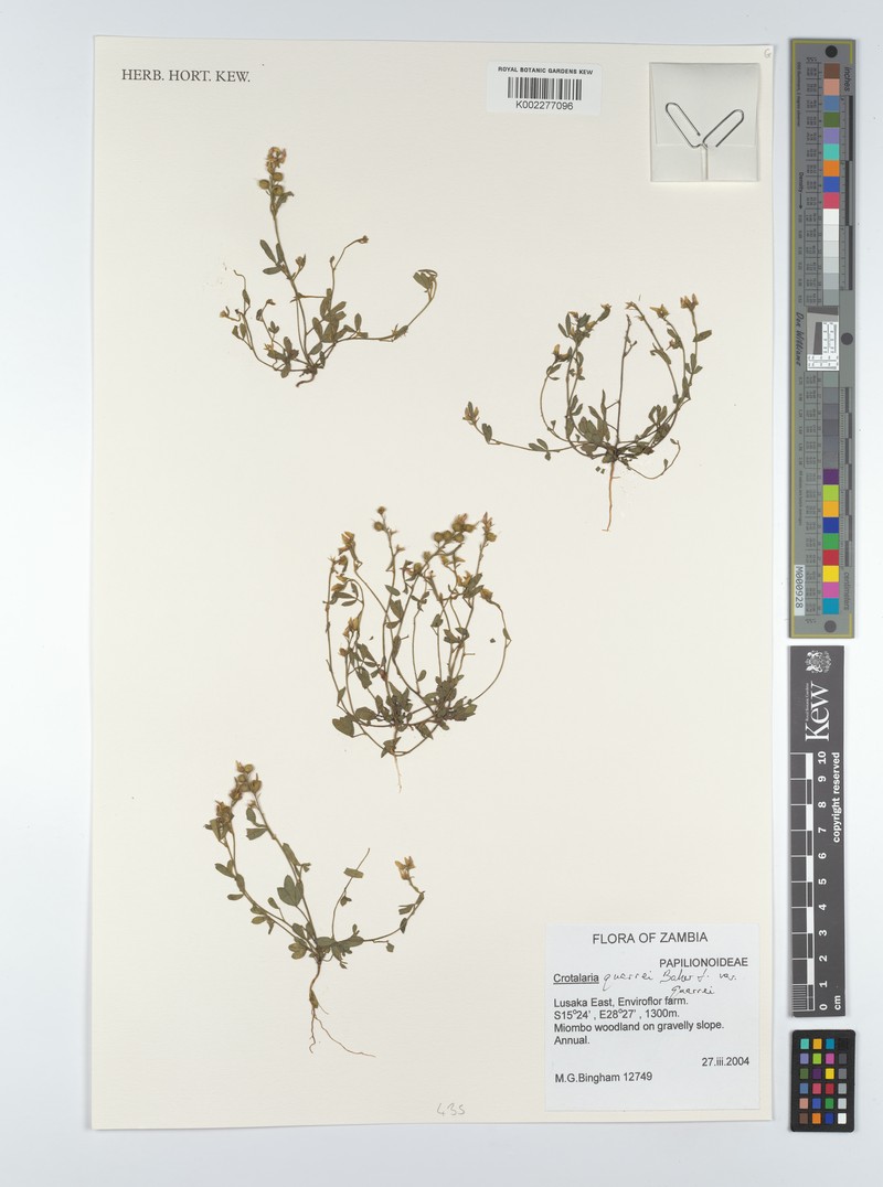 Crotalaria quarrei var. quarrei