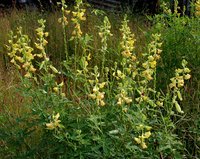 Crotalaria quinquefolia
