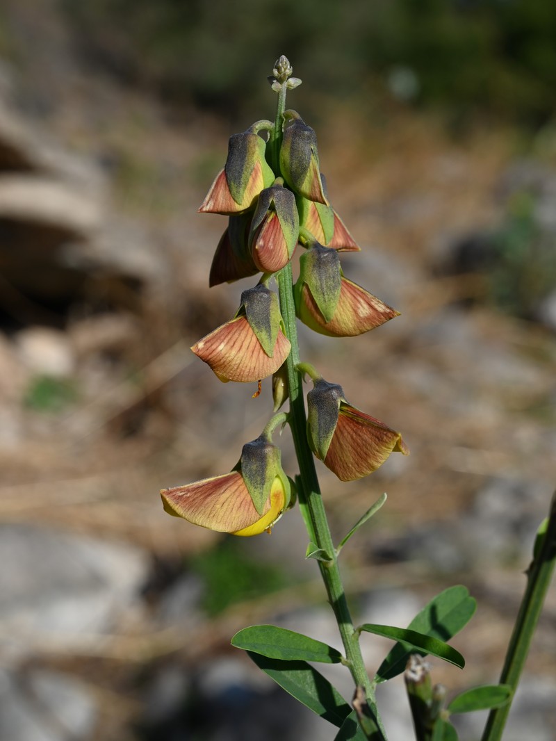 Rattleweed photo 3