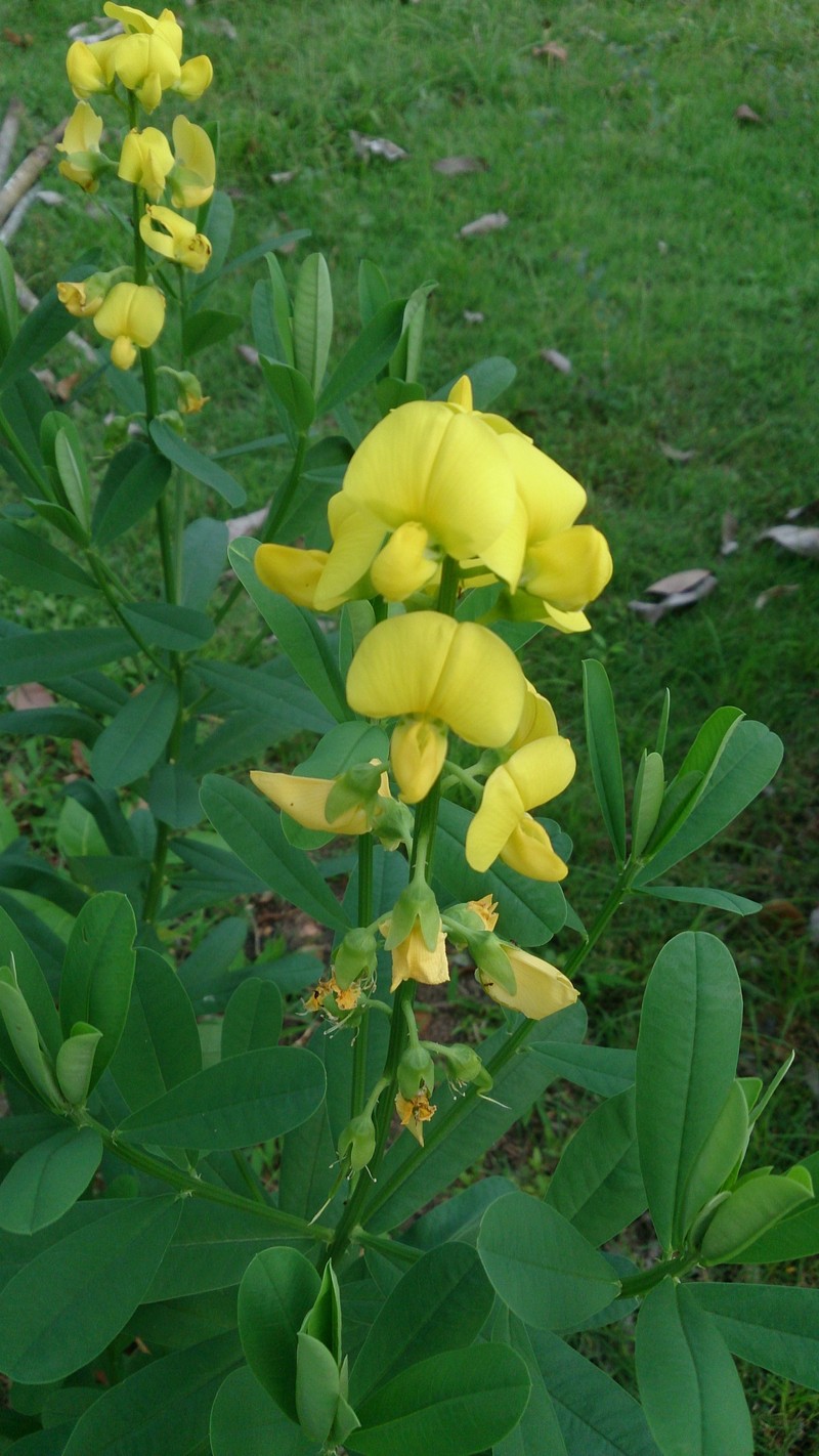 Rattleweed