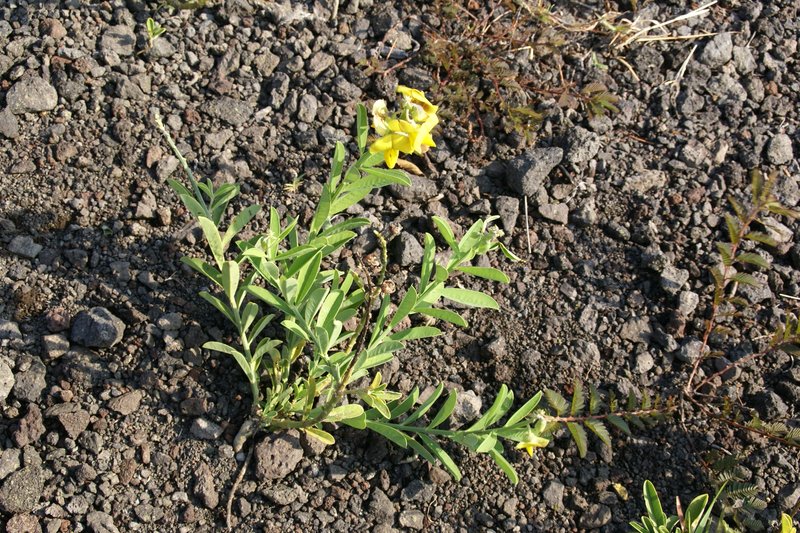 Rattleweed photo 4