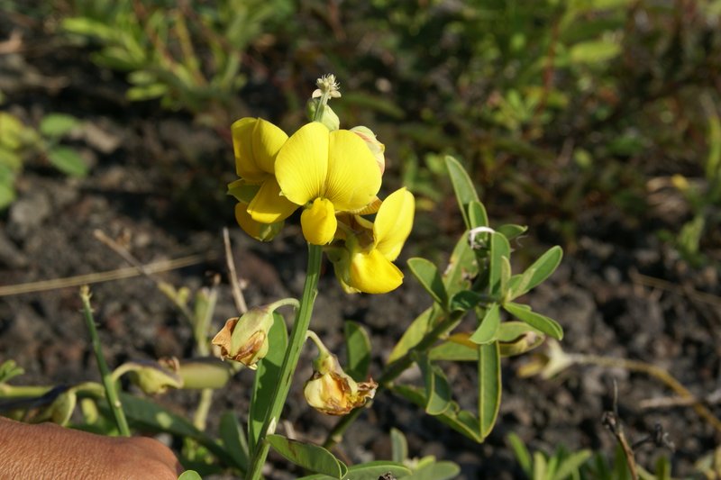 Rattleweed photo 5
