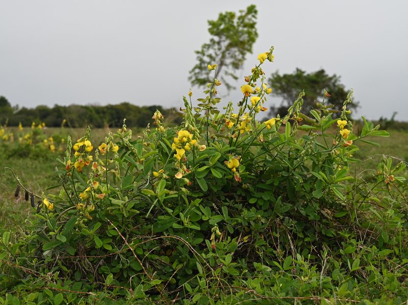 Rattleweed photo 6