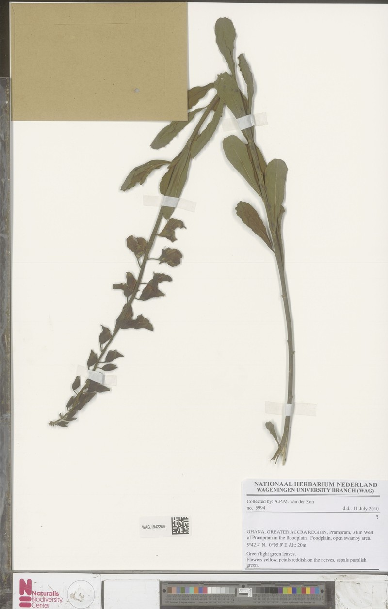 Crotalaria retusa var. retusa