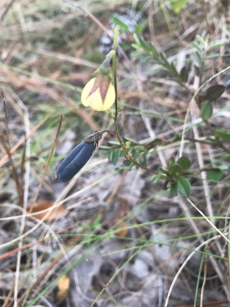Rabbitbells photo 6