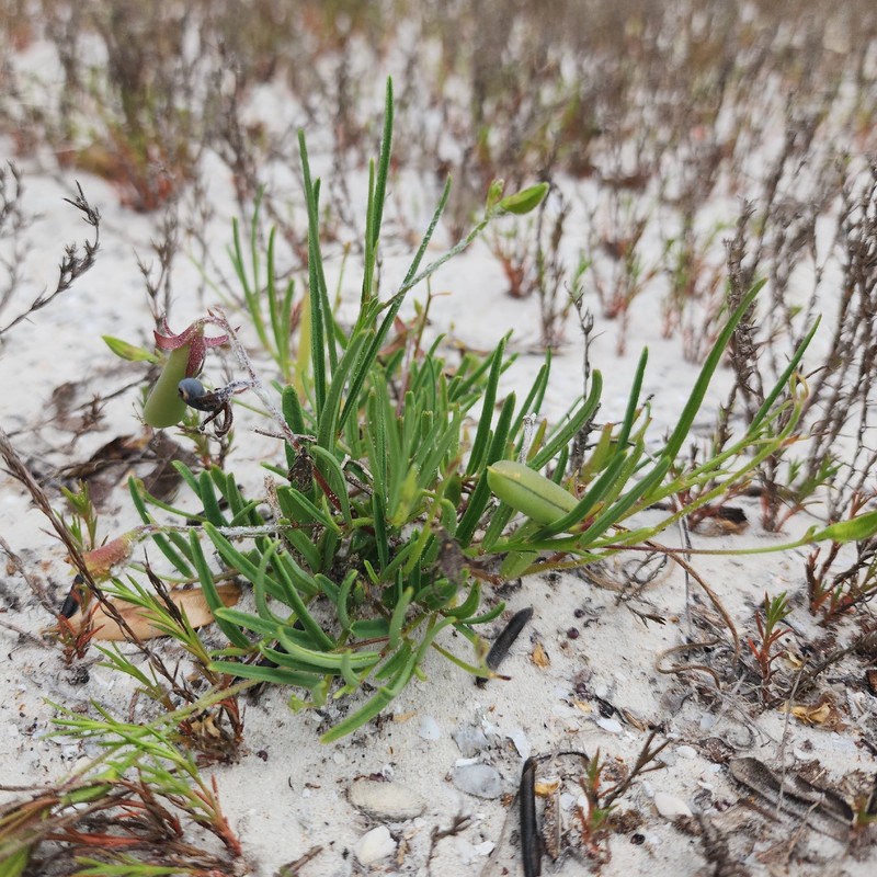 Crotalaria rotundifolia var. linaria