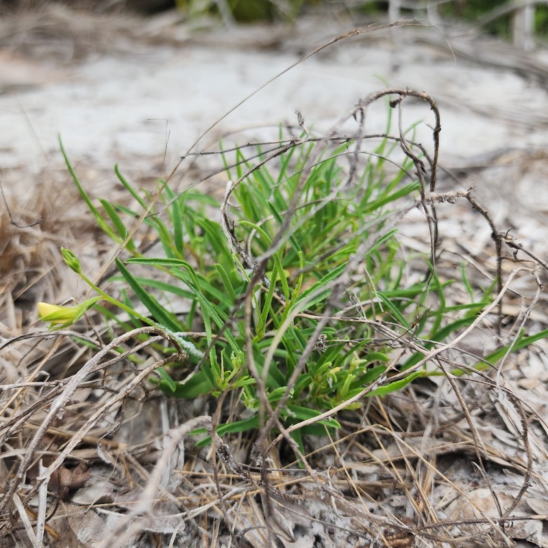 Crotalaria rotundifolia var. linaria photo 2