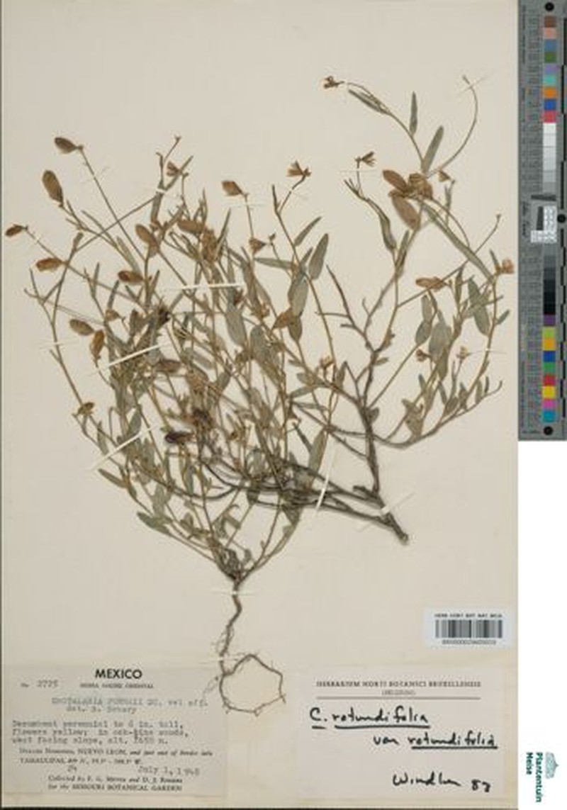 Crotalaria rotundifolia var. rotundifolia photo 3
