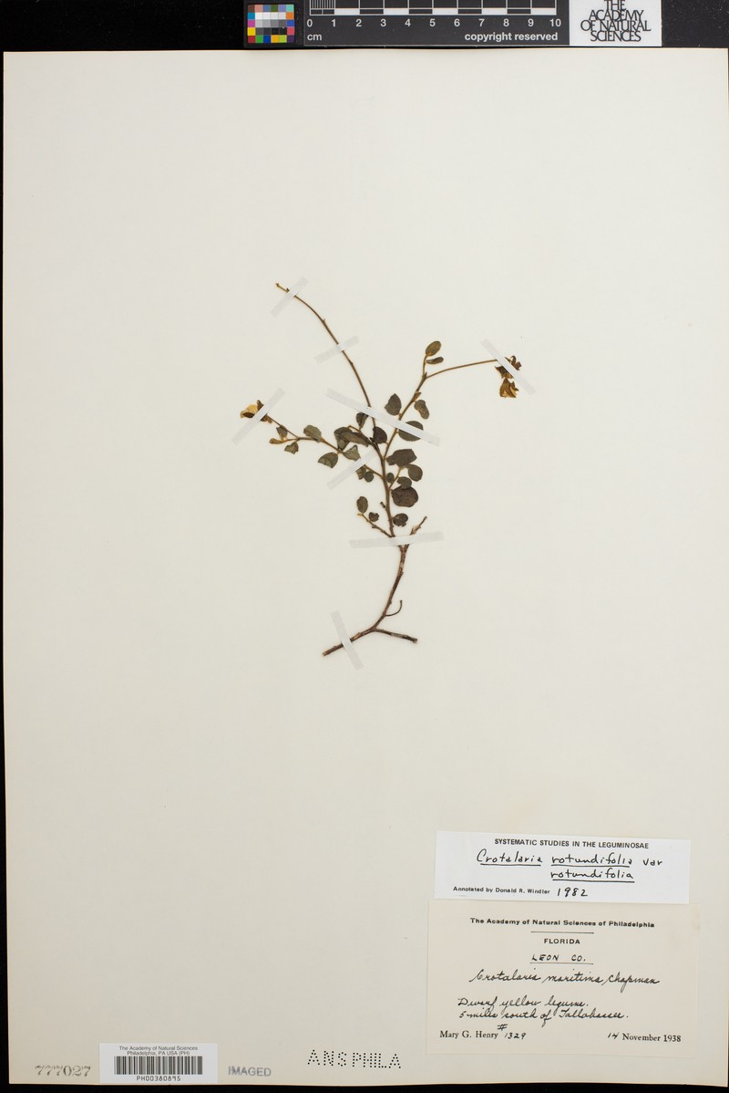 Crotalaria rotundifolia var. rotundifolia photo 2