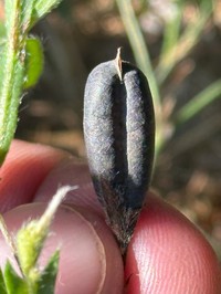 Arrowhead Rattlebox