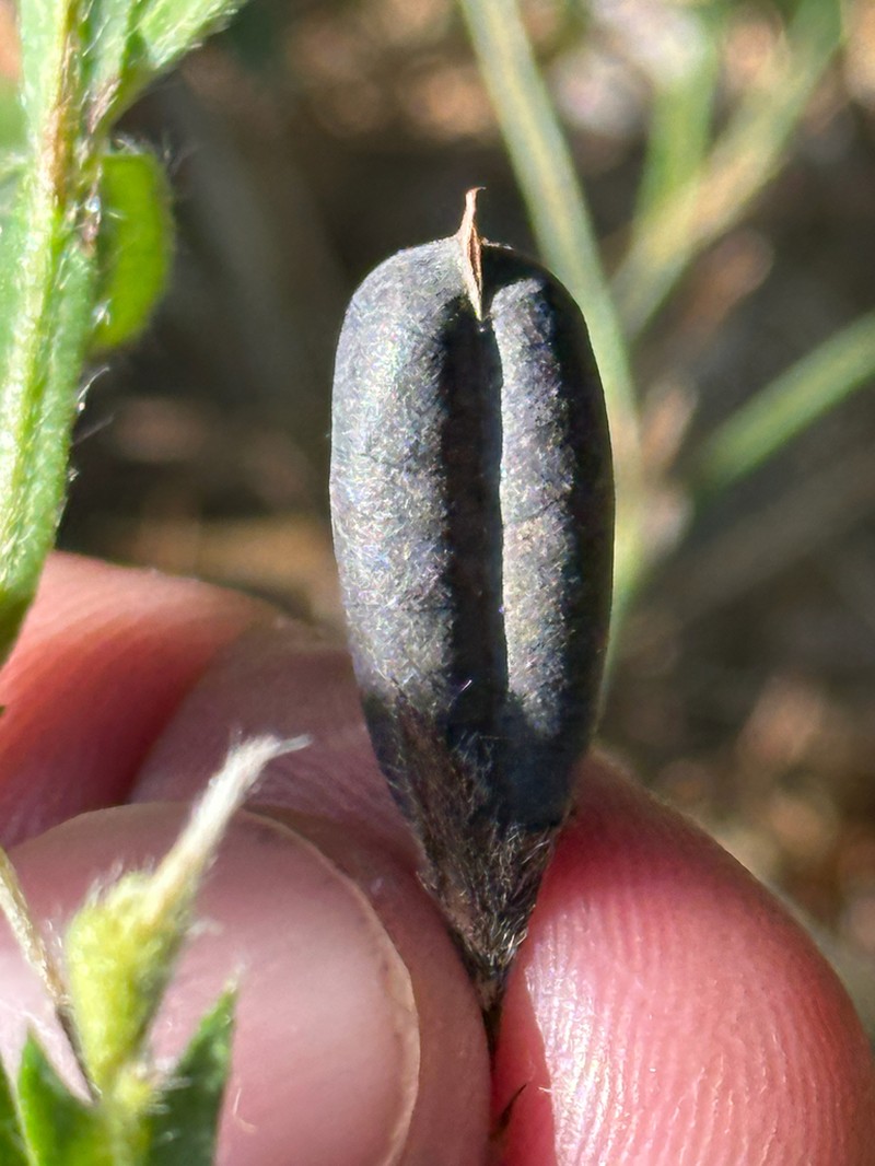 Arrowhead Rattlebox