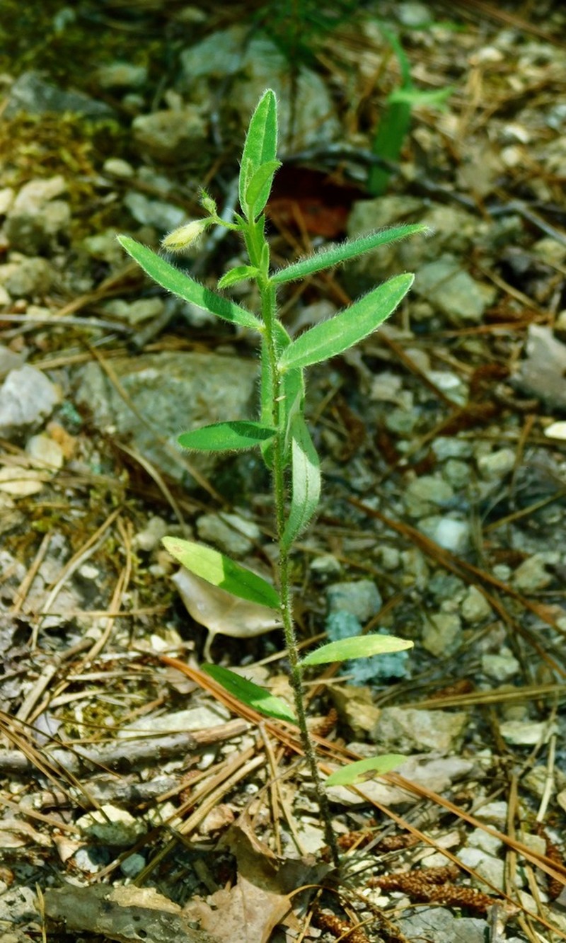Arrowhead Rattlebox photo 2
