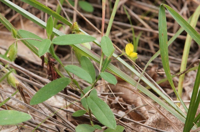 Arrowhead Rattlebox photo 3