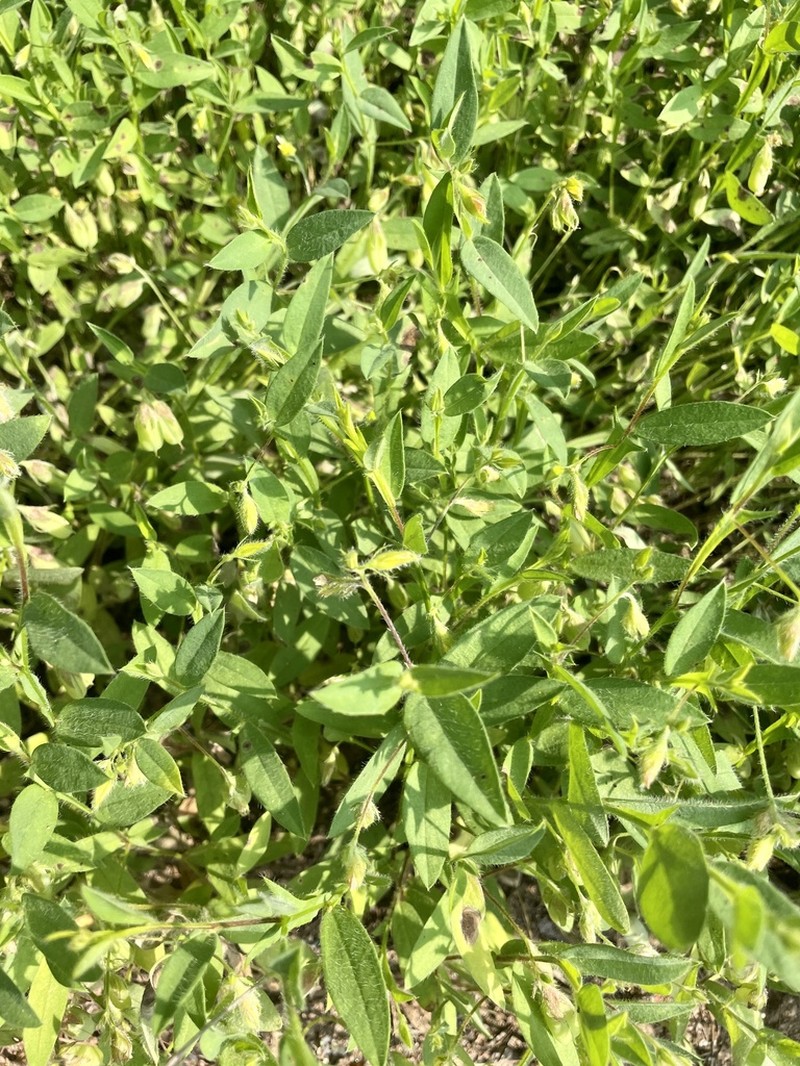Arrowhead Rattlebox photo 4